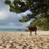 54 Happy bay saint martin